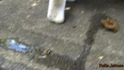 Bella Shits In Public78609709 At The Fort 00001