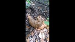 poop in 785675776the park 00001