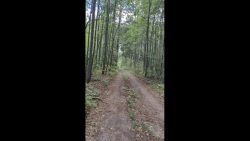 poop in 785675776the park 00002